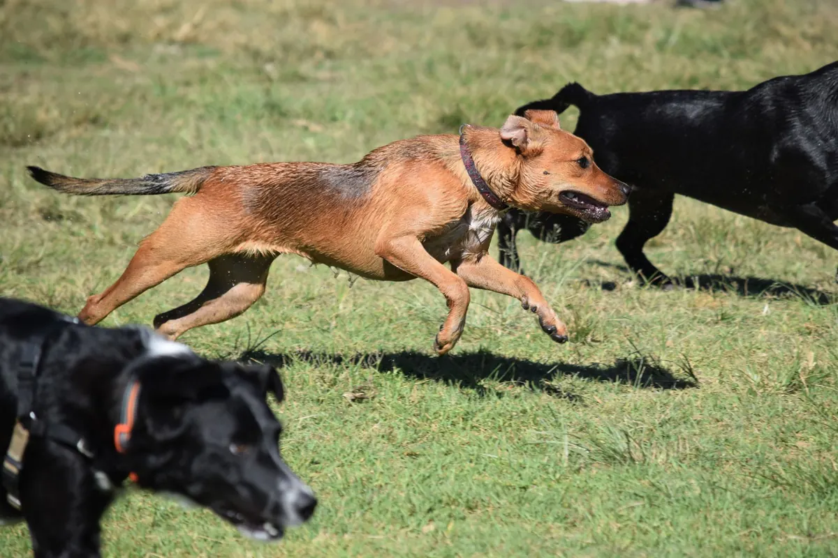 Why Dale Needs a Downtown Dog Park: A Resident's Case